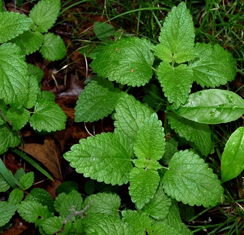 {Melissa officinalis}